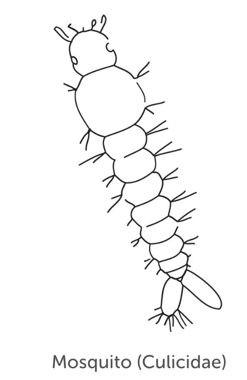 Moderately Tolerant Bug 4